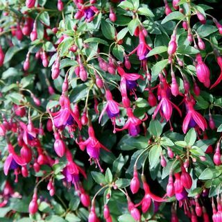 Fuchsia 'Tom Duim'