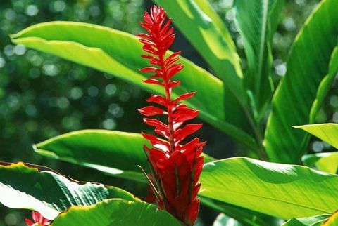 tropische planten-hedychium-aurantiacum