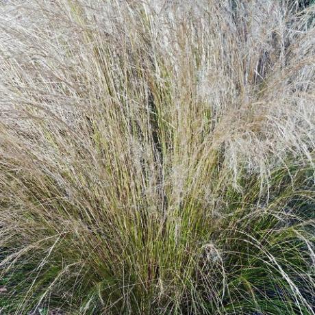 siergrassen, mexicaans vedergras nassella tenuissima genaamd fijnstam naaldgras, fijnbladige nassella en argentijns naaldgras