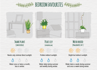 Cheatsheet voor slaapkamerplanten