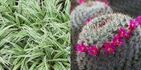 spinplant en cactus