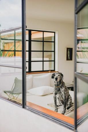 moderne slaapkamer met hond in raam