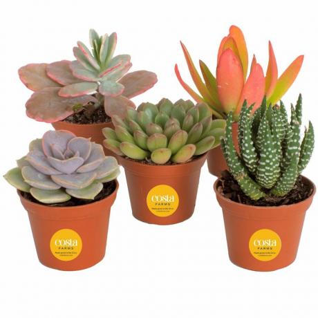 Mini Vetplanten Collectie, 5-pack