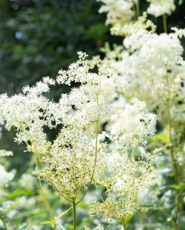 close-up van romige witte moerasspirea in de natuur