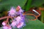 Glasswing-vlinders hebben duidelijke vleugels die eruit zien als glazen ramen