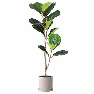 Kunst Fiddle Leaf Fig