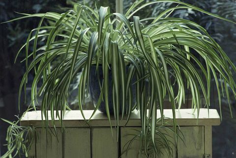 Spider Plant (Chlorophytum) in blauw geglazuurde pot op hout staan ​​op venster