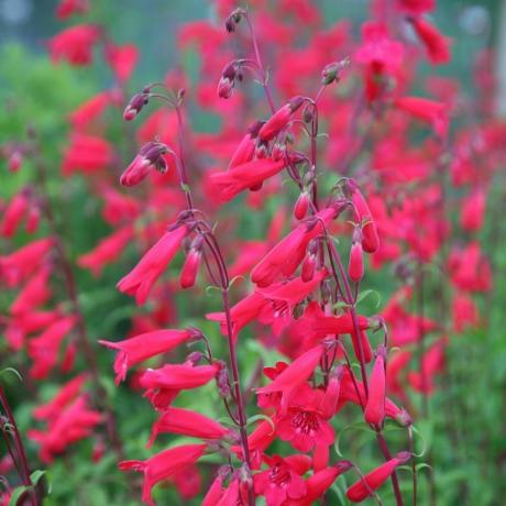 Penstemon 'Andenken en Friedrich Hahn'