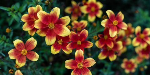 perkplanten, biden bidy boom rode ogen bloemen bloeien in de tuin