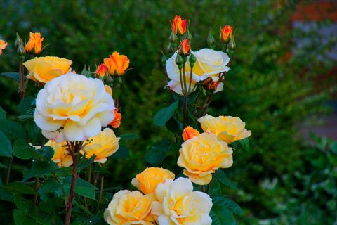 Close-up Van Rose Plant In Achtertuin