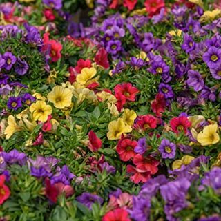 10 gemengde Calibrachoa-startplanten