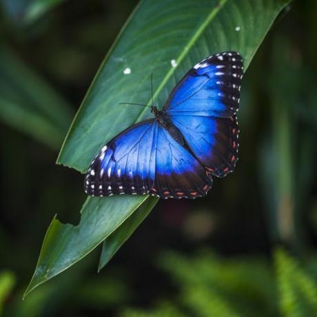 morpho vlinder morpho helenor ssp narcissen