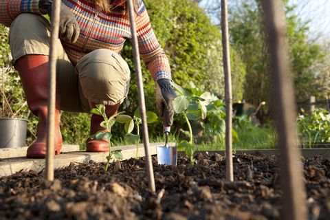 Bonen planten in moestuin