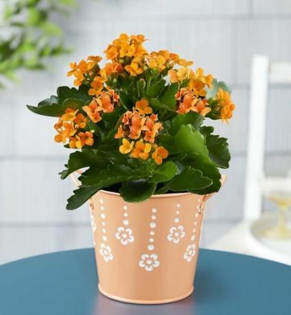 citrus kalanchoe plant