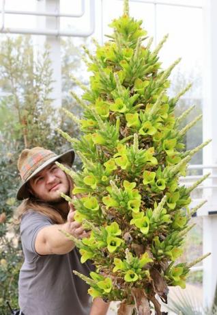 tuinder callum munro faure bewondert de puya chilensis die voor de tweede keer in zijn geschiedenis in bloei is gekomen in rhs tuin wisley, surrey dit ochtend de eerste keer dat het bloeide in de kas in wisley was 8 jaar geleden de kas zal op maandag 17 mei weer opengaan voor het publiek na de nieuwe regering richtlijnen