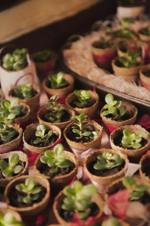 Een cluster van kleine groene planten met biologisch afbreekbare potten op een tafel